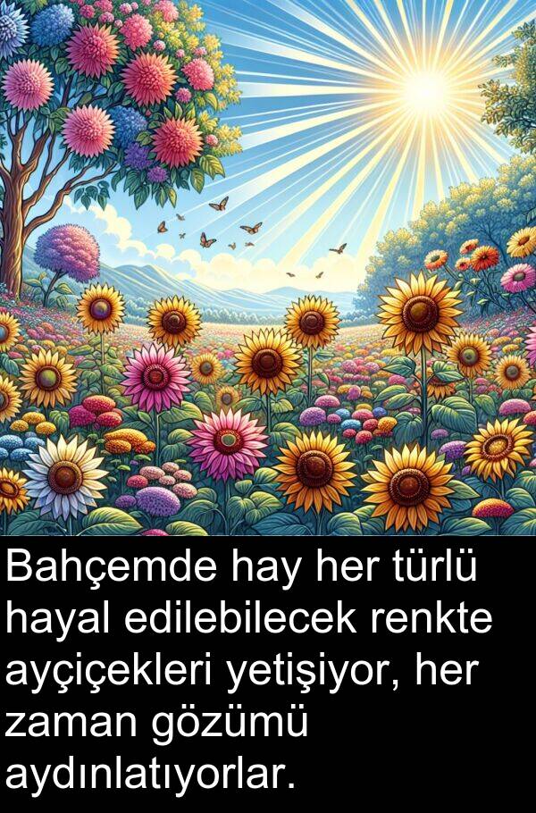 renkte: Bahçemde hay her türlü hayal edilebilecek renkte ayçiçekleri yetişiyor, her zaman gözümü aydınlatıyorlar.