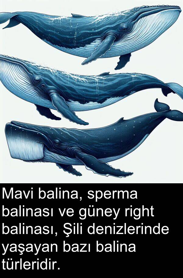 yaşayan: Mavi balina, sperma balinası ve güney right balinası, Şili denizlerinde yaşayan bazı balina türleridir.