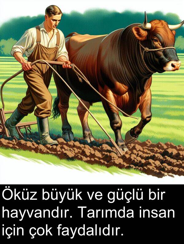 faydalıdır: Öküz büyük ve güçlü bir hayvandır. Tarımda insan için çok faydalıdır.
