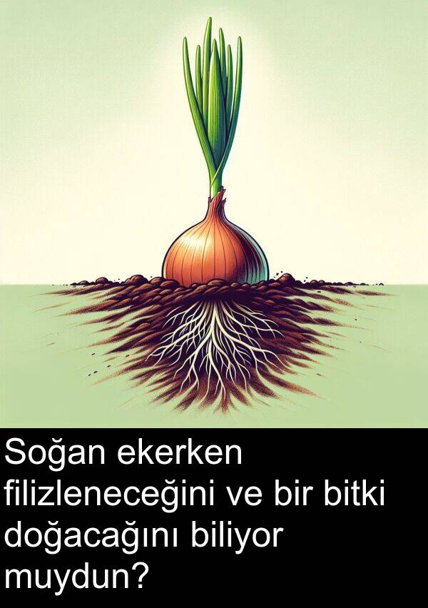 filizleneceğini: Soğan ekerken filizleneceğini ve bir bitki doğacağını biliyor muydun?