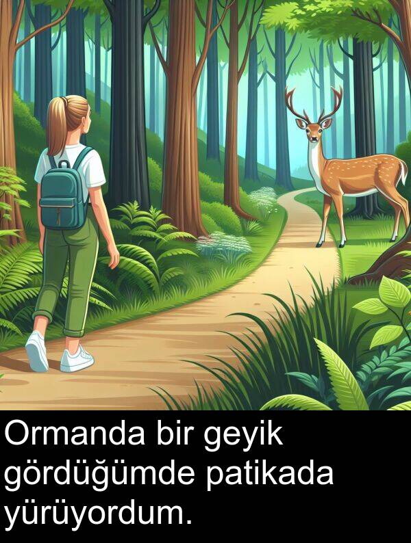 geyik: Ormanda bir geyik gördüğümde patikada yürüyordum.