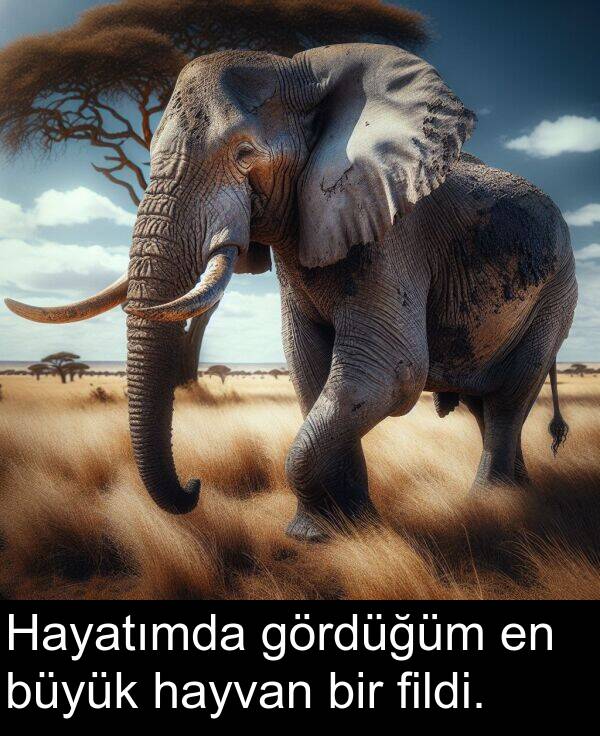 fildi: Hayatımda gördüğüm en büyük hayvan bir fildi.