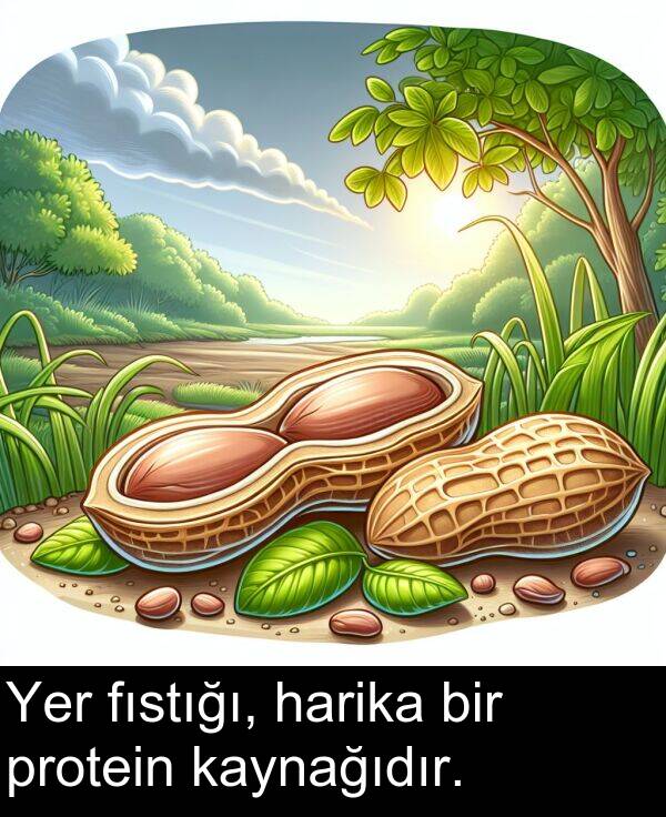 fıstığı: Yer fıstığı, harika bir protein kaynağıdır.