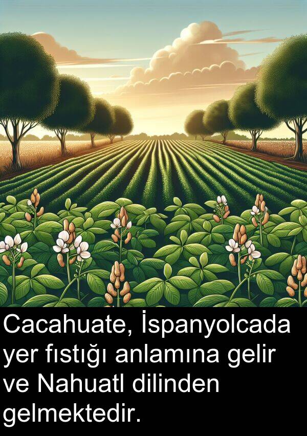 fıstığı: Cacahuate, İspanyolcada yer fıstığı anlamına gelir ve Nahuatl dilinden gelmektedir.