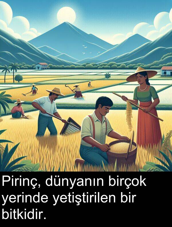 bitkidir: Pirinç, dünyanın birçok yerinde yetiştirilen bir bitkidir.