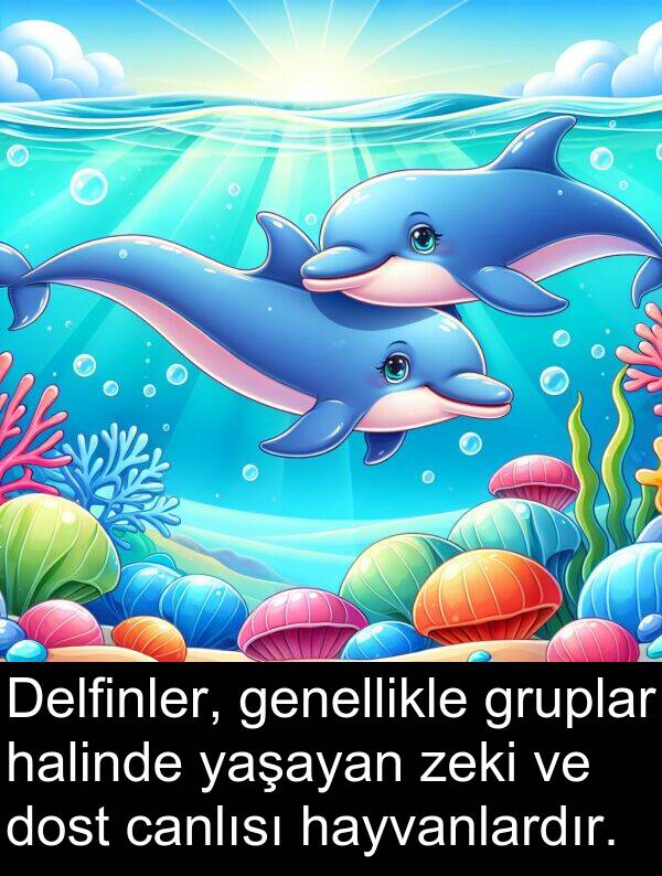 genellikle: Delfinler, genellikle gruplar halinde yaşayan zeki ve dost canlısı hayvanlardır.