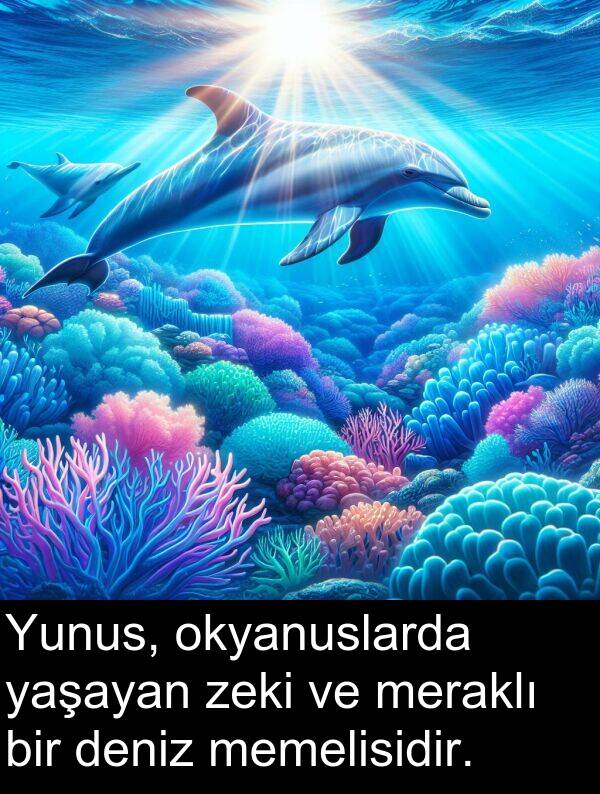 zeki: Yunus, okyanuslarda yaşayan zeki ve meraklı bir deniz memelisidir.