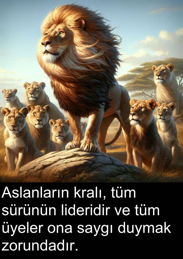 zorundadır: Aslanların kralı, tüm sürünün lideridir ve tüm üyeler ona saygı duymak zorundadır.