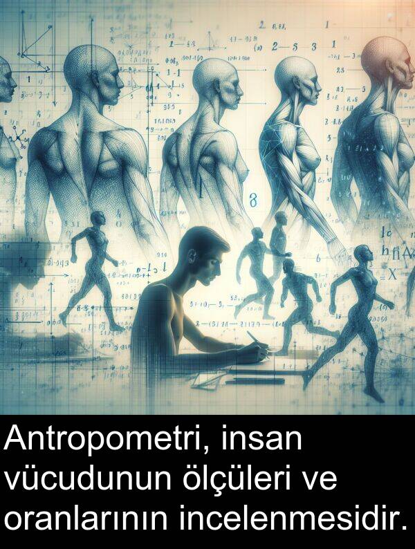 insan: Antropometri, insan vücudunun ölçüleri ve oranlarının incelenmesidir.