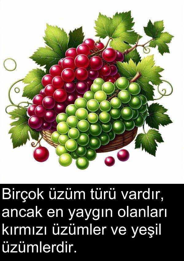 vardır: Birçok üzüm türü vardır, ancak en yaygın olanları kırmızı üzümler ve yeşil üzümlerdir.