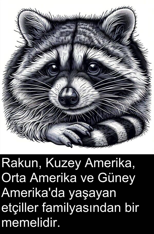 familyasından: Rakun, Kuzey Amerika, Orta Amerika ve Güney Amerika'da yaşayan etçiller familyasından bir memelidir.