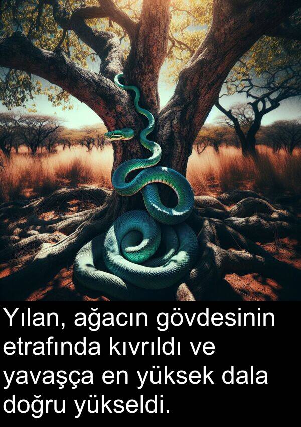 ağacın: Yılan, ağacın gövdesinin etrafında kıvrıldı ve yavaşça en yüksek dala doğru yükseldi.