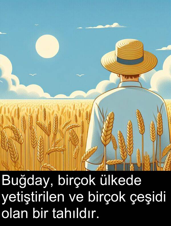 tahıldır: Buğday, birçok ülkede yetiştirilen ve birçok çeşidi olan bir tahıldır.