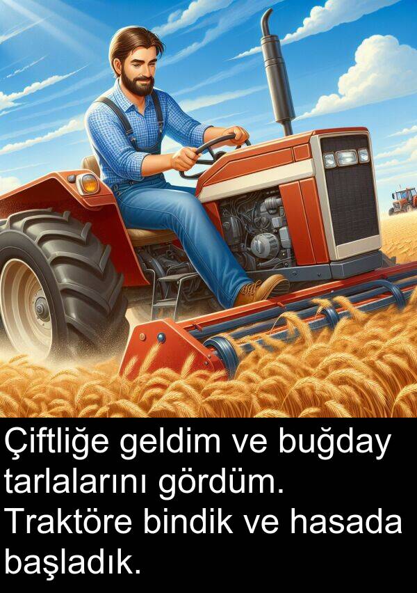 geldim: Çiftliğe geldim ve buğday tarlalarını gördüm. Traktöre bindik ve hasada başladık.