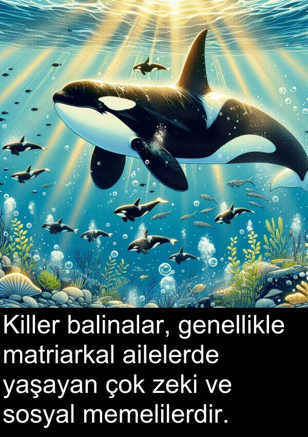 genellikle: Killer balinalar, genellikle matriarkal ailelerde yaşayan çok zeki ve sosyal memelilerdir.