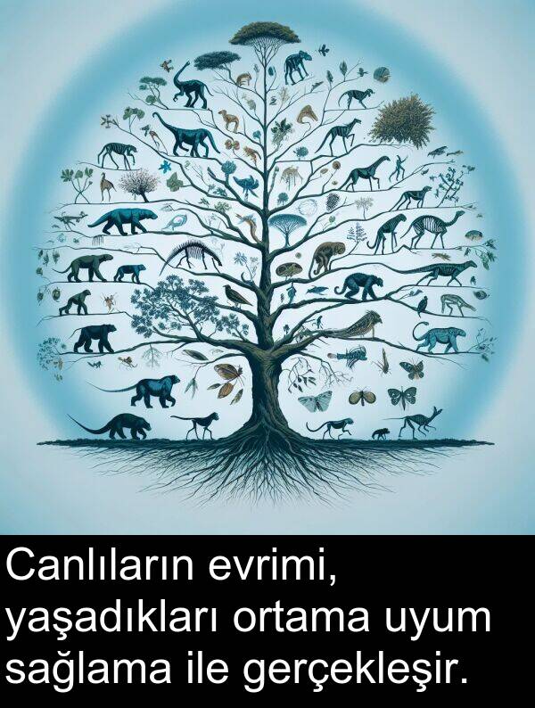 gerçekleşir: Canlıların evrimi, yaşadıkları ortama uyum sağlama ile gerçekleşir.