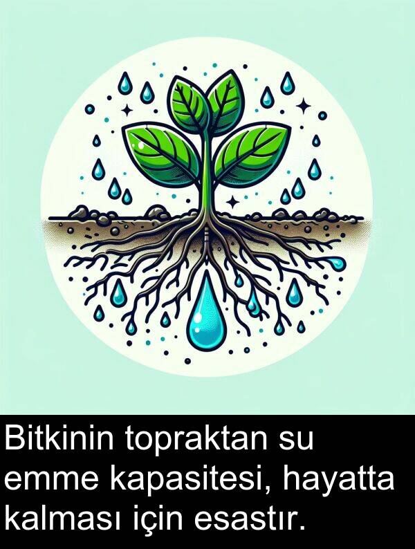 kapasitesi: Bitkinin topraktan su emme kapasitesi, hayatta kalması için esastır.