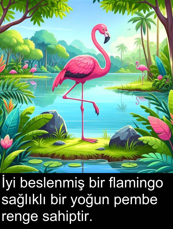 sağlıklı: İyi beslenmiş bir flamingo sağlıklı bir yoğun pembe renge sahiptir.