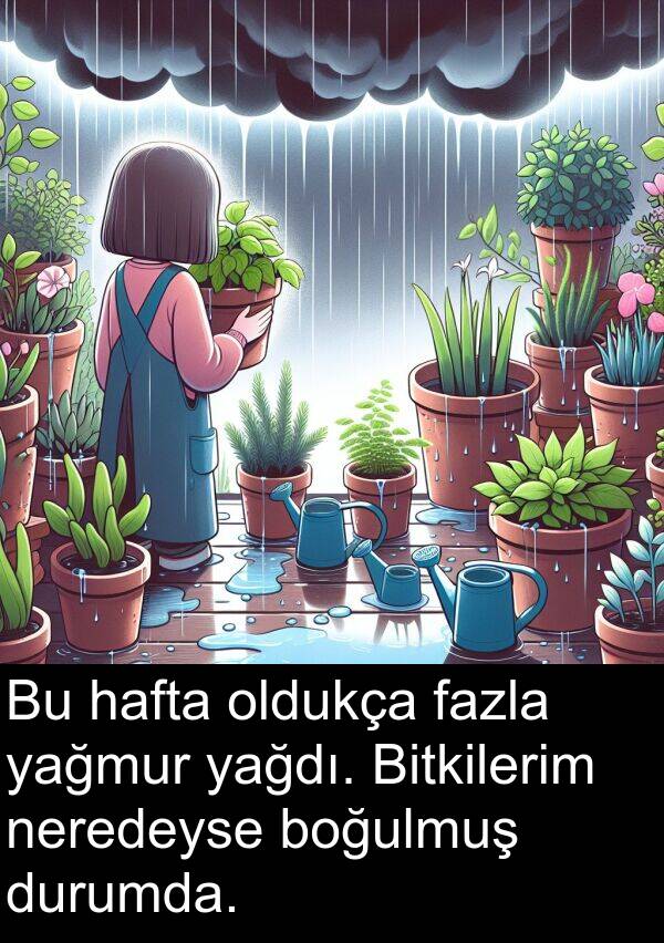 yağmur: Bu hafta oldukça fazla yağmur yağdı. Bitkilerim neredeyse boğulmuş durumda.