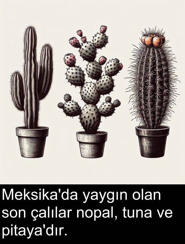 nopal: Meksika'da yaygın olan son çalılar nopal, tuna ve pitaya'dır.