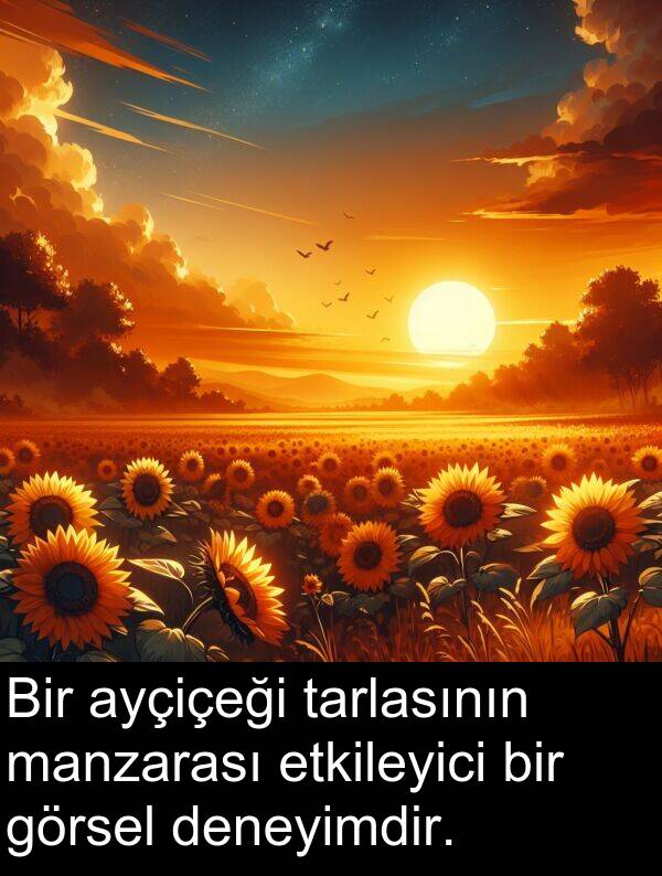 tarlasının: Bir ayçiçeği tarlasının manzarası etkileyici bir görsel deneyimdir.