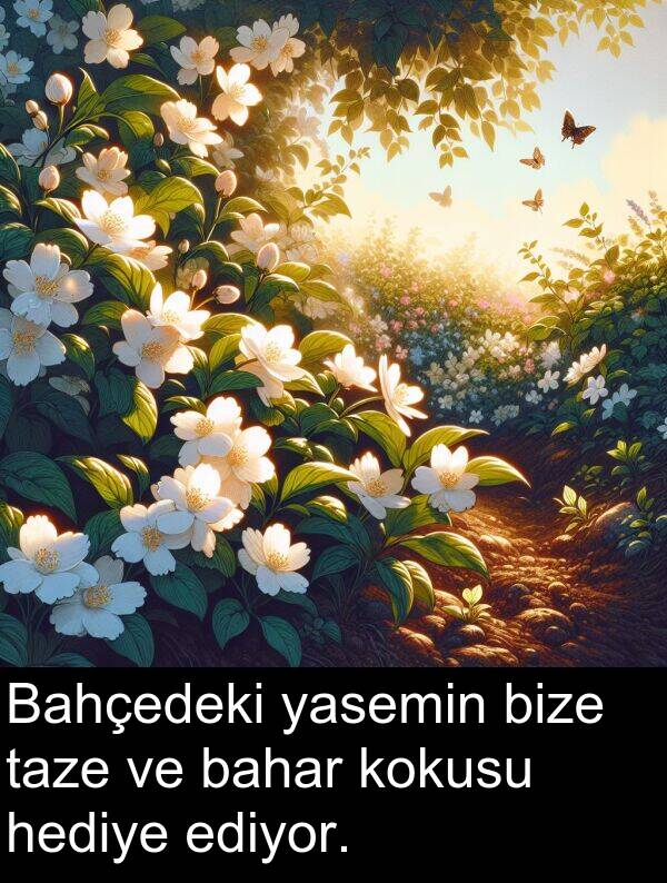 ediyor: Bahçedeki yasemin bize taze ve bahar kokusu hediye ediyor.
