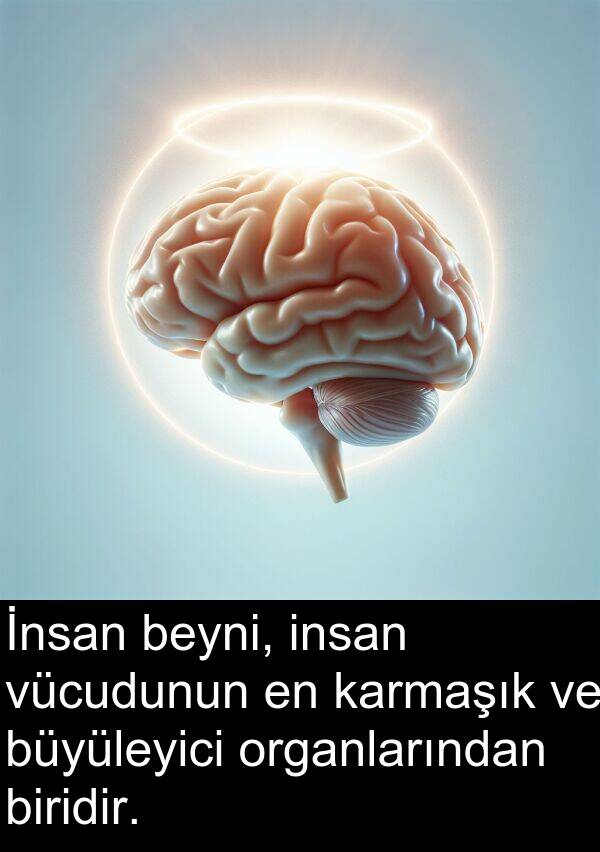 insan: İnsan beyni, insan vücudunun en karmaşık ve büyüleyici organlarından biridir.
