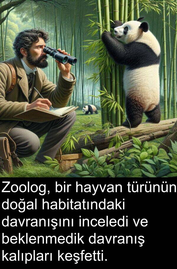 kalıpları: Zoolog, bir hayvan türünün doğal habitatındaki davranışını inceledi ve beklenmedik davranış kalıpları keşfetti.