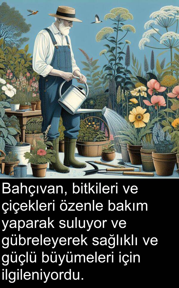 sağlıklı: Bahçıvan, bitkileri ve çiçekleri özenle bakım yaparak suluyor ve gübreleyerek sağlıklı ve güçlü büyümeleri için ilgileniyordu.