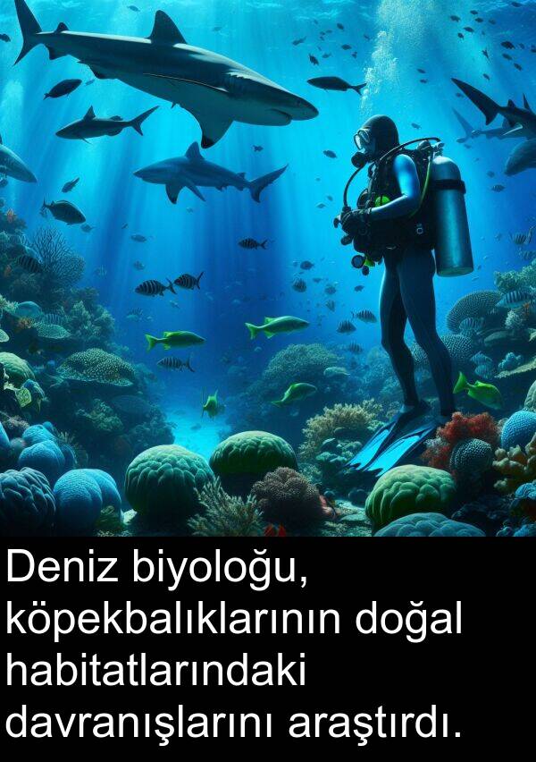 biyoloğu: Deniz biyoloğu, köpekbalıklarının doğal habitatlarındaki davranışlarını araştırdı.