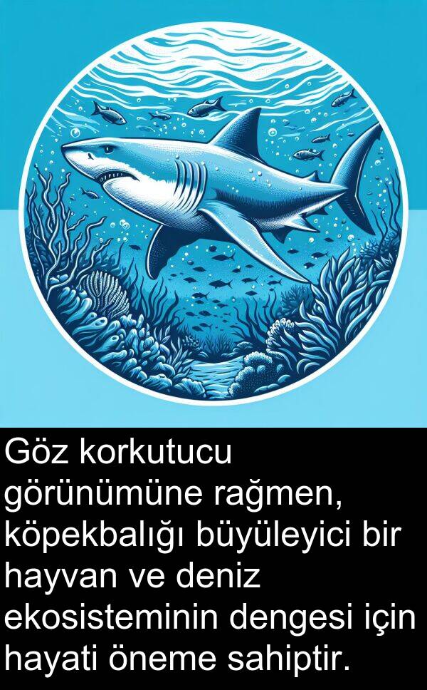 hayati: Göz korkutucu görünümüne rağmen, köpekbalığı büyüleyici bir hayvan ve deniz ekosisteminin dengesi için hayati öneme sahiptir.