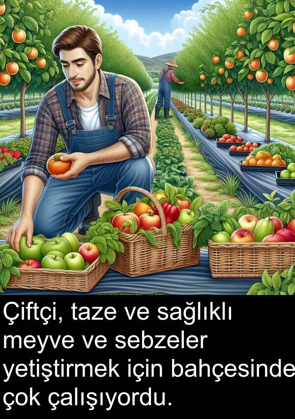 sağlıklı: Çiftçi, taze ve sağlıklı meyve ve sebzeler yetiştirmek için bahçesinde çok çalışıyordu.