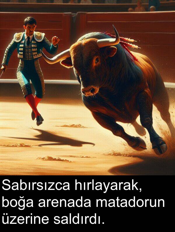 saldırdı: Sabırsızca hırlayarak, boğa arenada matadorun üzerine saldırdı.