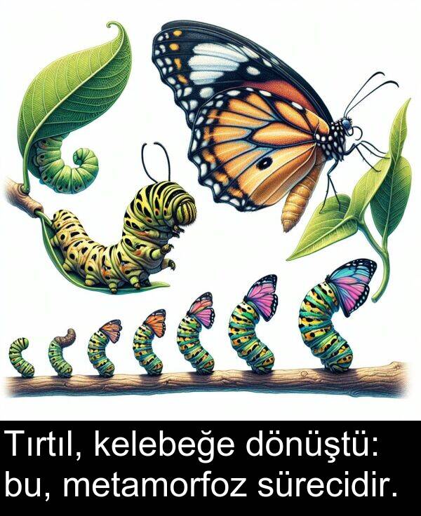 sürecidir: Tırtıl, kelebeğe dönüştü: bu, metamorfoz sürecidir.