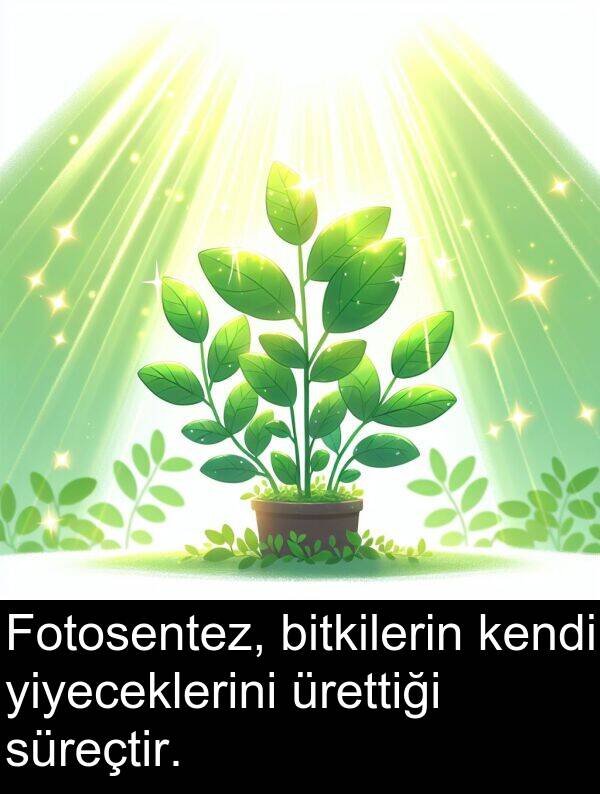 kendi: Fotosentez, bitkilerin kendi yiyeceklerini ürettiği süreçtir.