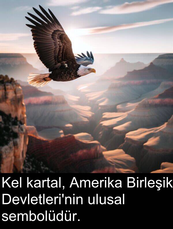 sembolüdür: Kel kartal, Amerika Birleşik Devletleri'nin ulusal sembolüdür.