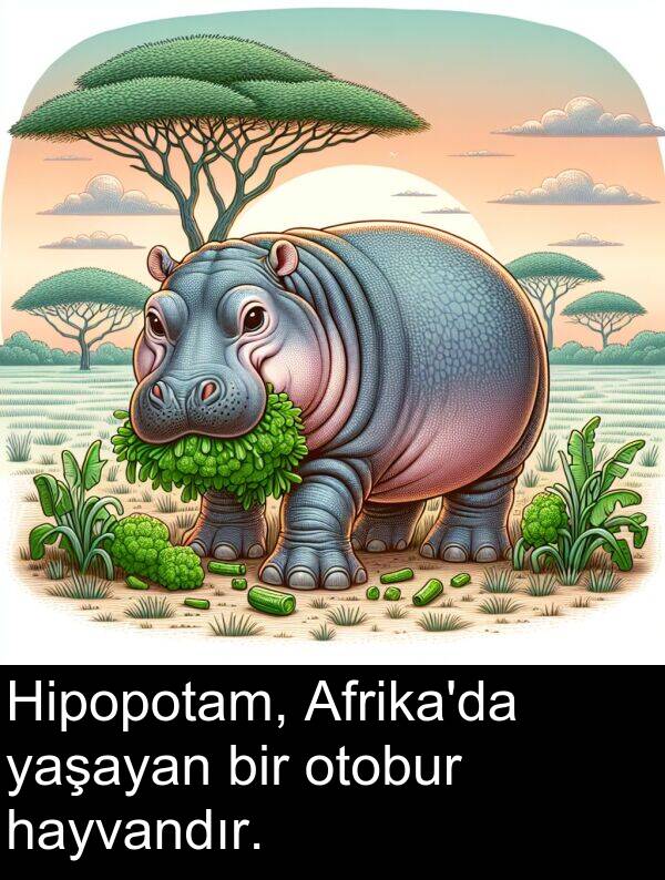 yaşayan: Hipopotam, Afrika'da yaşayan bir otobur hayvandır.