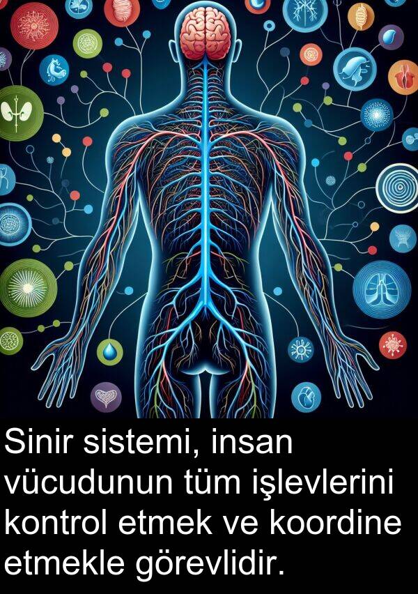 insan: Sinir sistemi, insan vücudunun tüm işlevlerini kontrol etmek ve koordine etmekle görevlidir.
