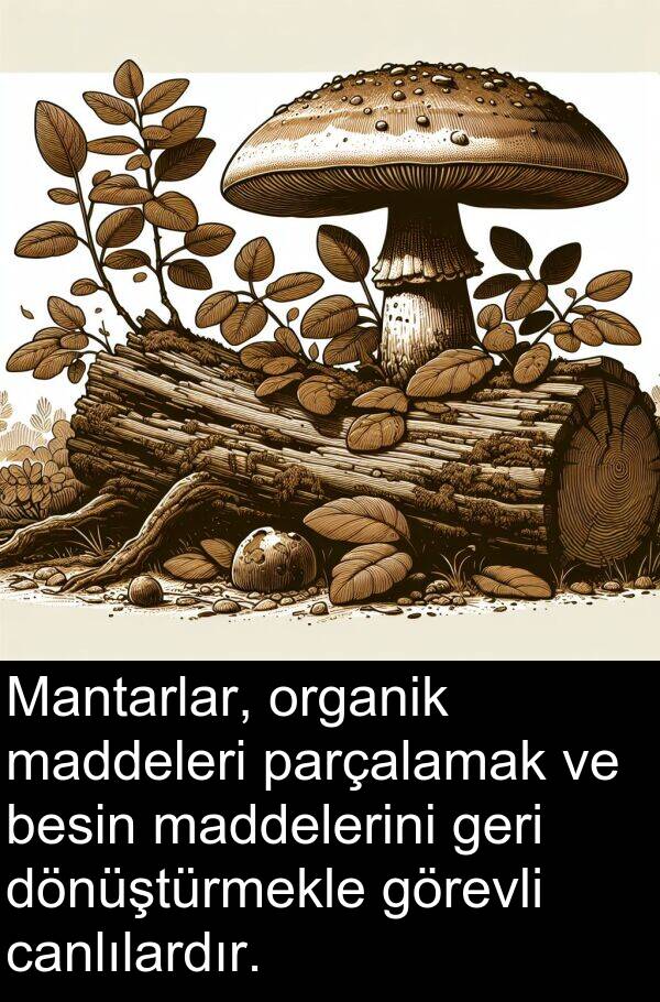 geri: Mantarlar, organik maddeleri parçalamak ve besin maddelerini geri dönüştürmekle görevli canlılardır.