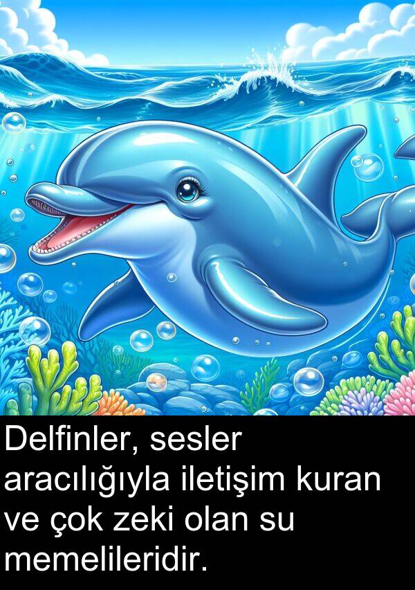 zeki: Delfinler, sesler aracılığıyla iletişim kuran ve çok zeki olan su memelileridir.