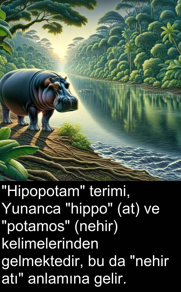 gelir: "Hipopotam" terimi, Yunanca "hippo" (at) ve "potamos" (nehir) kelimelerinden gelmektedir, bu da "nehir atı" anlamına gelir.