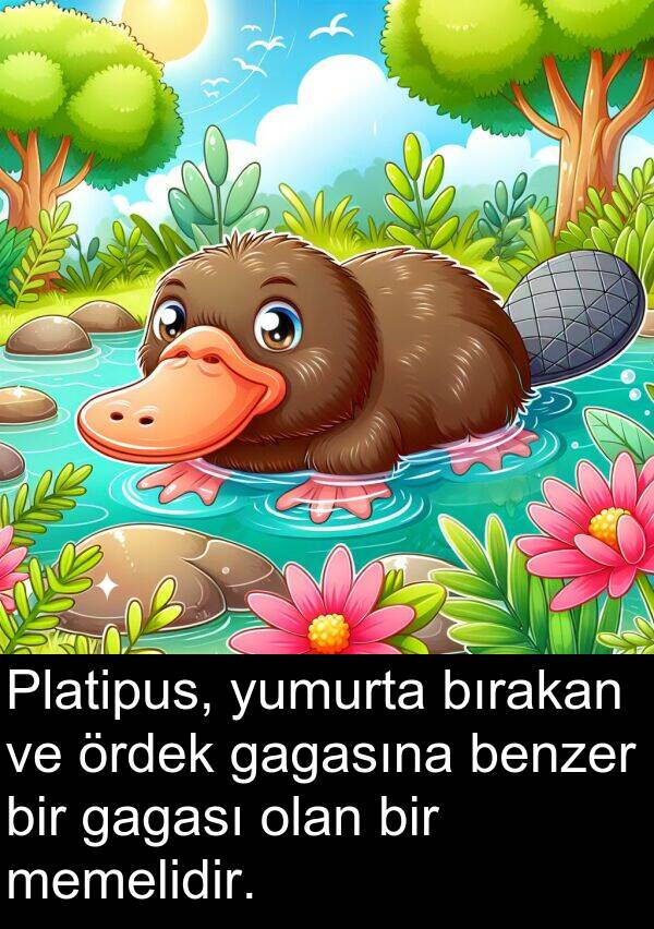 bırakan: Platipus, yumurta bırakan ve ördek gagasına benzer bir gagası olan bir memelidir.