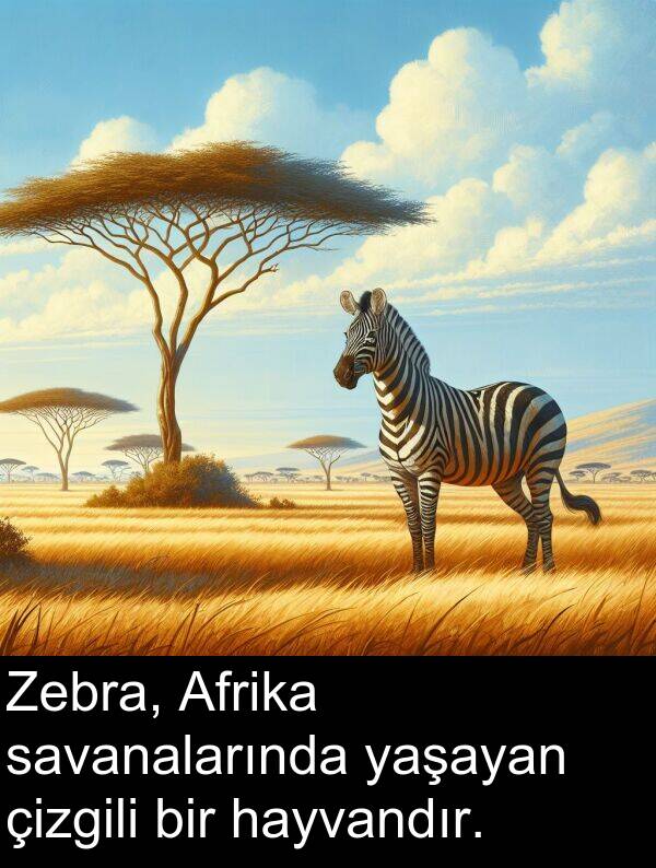 savanalarında: Zebra, Afrika savanalarında yaşayan çizgili bir hayvandır.