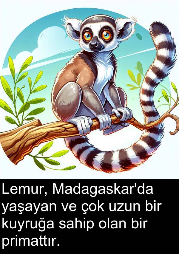 sahip: Lemur, Madagaskar'da yaşayan ve çok uzun bir kuyruğa sahip olan bir primattır.