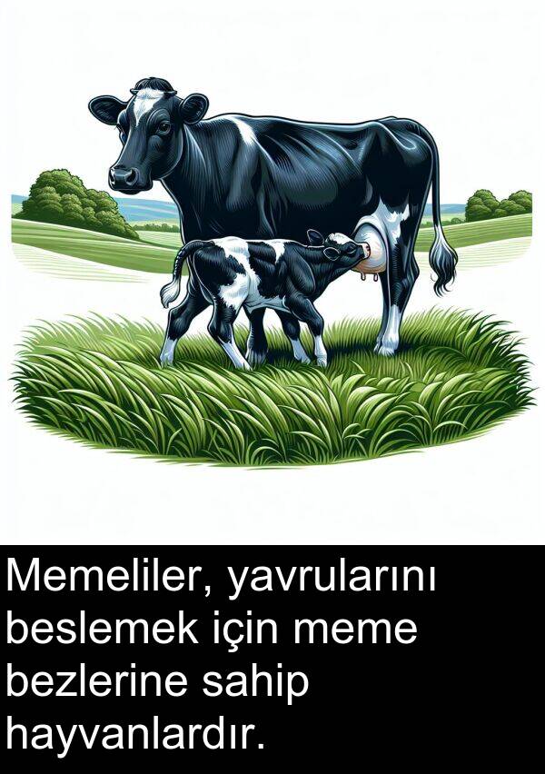sahip: Memeliler, yavrularını beslemek için meme bezlerine sahip hayvanlardır.