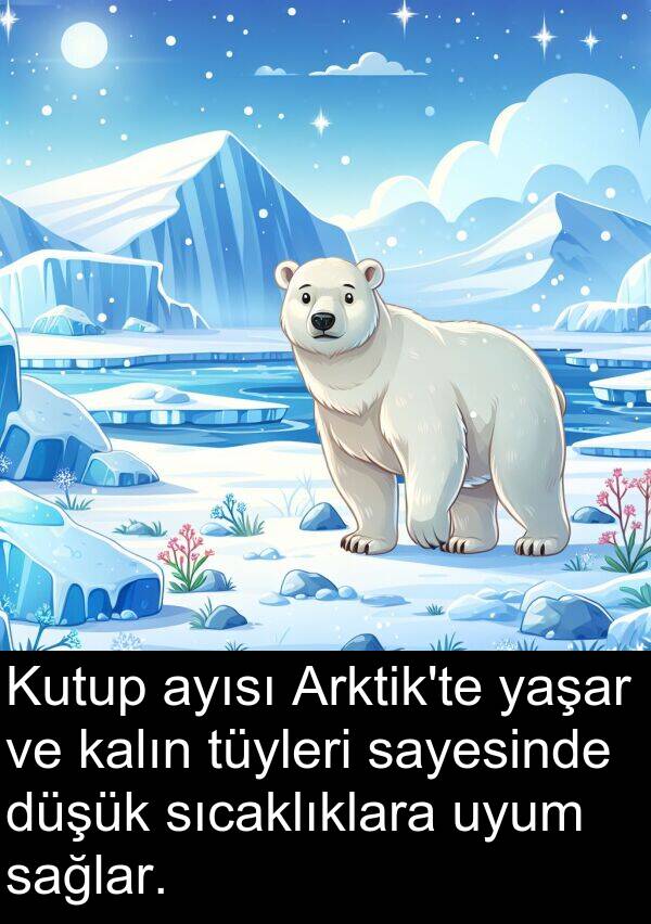 sağlar: Kutup ayısı Arktik'te yaşar ve kalın tüyleri sayesinde düşük sıcaklıklara uyum sağlar.