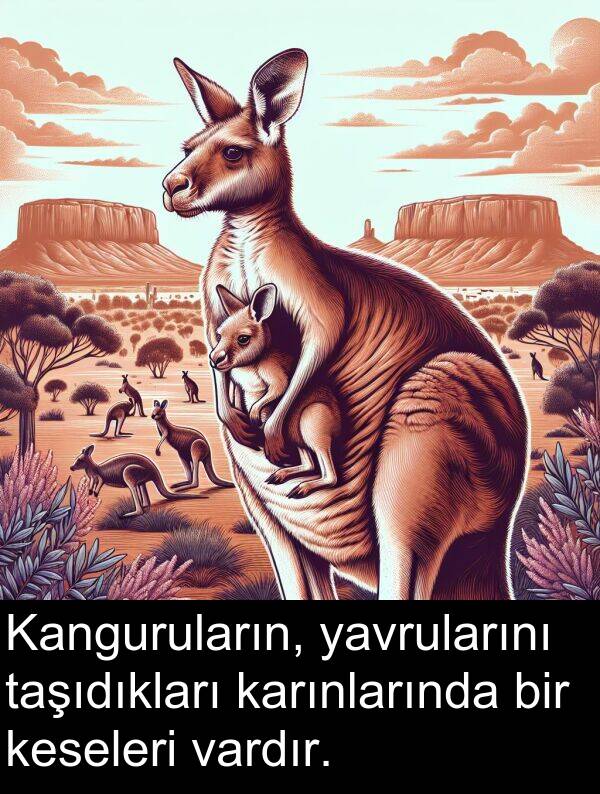 vardır: Kanguruların, yavrularını taşıdıkları karınlarında bir keseleri vardır.
