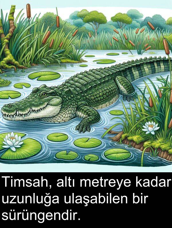 uzunluğa: Timsah, altı metreye kadar uzunluğa ulaşabilen bir sürüngendir.