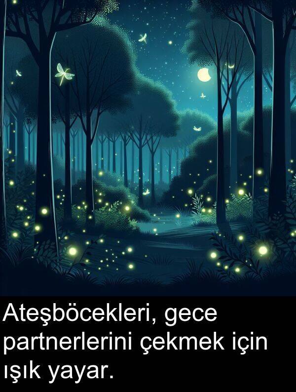 gece: Ateşböcekleri, gece partnerlerini çekmek için ışık yayar.