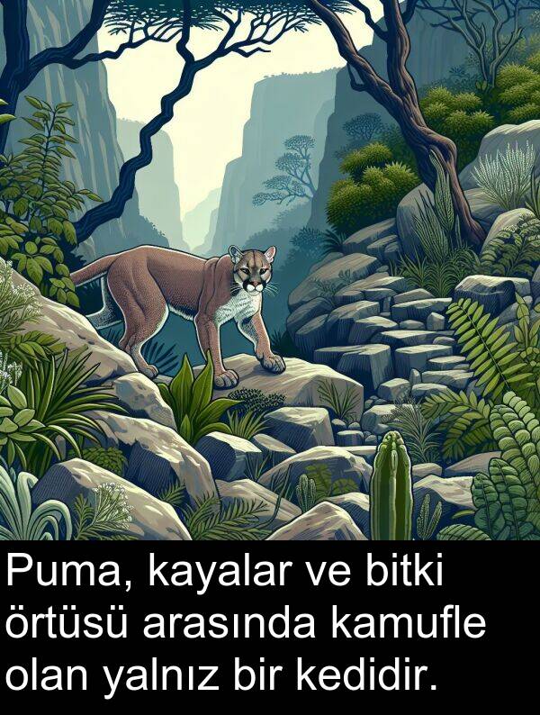 yalnız: Puma, kayalar ve bitki örtüsü arasında kamufle olan yalnız bir kedidir.
